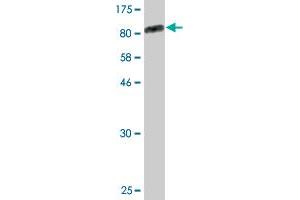 ZKSCAN1 antibody  (AA 1-563)