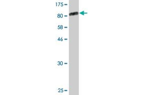 ZKSCAN1 antibody  (AA 1-563)