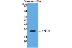Western Blotting (WB) image for anti-Interleukin 5 (IL5) (AA 20-134) antibody (ABIN3209429) (IL-5 antibody  (AA 20-134))