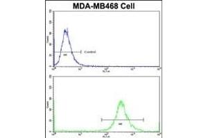 Flow cytometric analysis of MDA-M cells using GALT Antibody (C-term)(bottom histogram) compared to a negative control cell (top histogram)FITC-conjugated goat-anti-rabbit secondary antibodies were used for the analysis. (GALT antibody  (C-Term))
