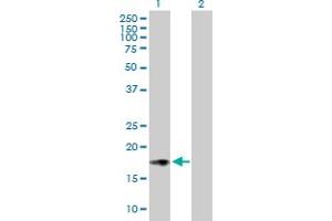 Western Blot analysis of ISG20 expression in transfected 293T cell line by ISG20 MaxPab polyclonal antibody. (ISG20 antibody  (AA 1-181))