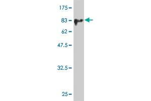 Western Blot detection against Immunogen (76. (MKNK1 antibody  (AA 1-465))