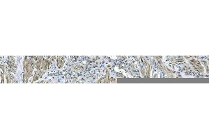 IHC analysis of GNG4 using anti-GNG4 antibody (ABIN7599461). (GNG4 antibody  (AA 1-52))