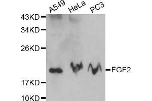 Western blot analysis of extracts of various cell lines, using FGF2 antibody. (FGF2 antibody  (AA 143-288))