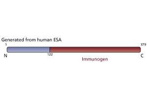 Image no. 3 for anti-Flotillin 2 (FLOT2) (AA 122-379) antibody (ABIN967933) (Flotillin 2 antibody  (AA 122-379))