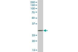 RIP MaxPab polyclonal antibody. (RPAIN antibody  (AA 1-219))
