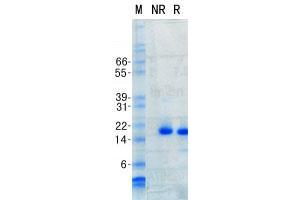 Validation with Western Blot (FGF2 Protein)