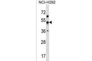 KCNJ18 Antibody (N-term) (ABIN1539660 and ABIN2850318) western blot analysis in NCI- cell line lysates (35 μg/lane). (KCNJ18 antibody  (N-Term))