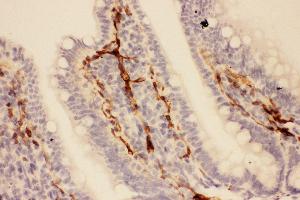 Anti-Adiponectin Picoband antibody,  IHC(P): Rat Intestine Tissue (ADIPOQ antibody  (AA 19-244))