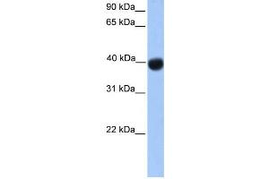 Western Blotting (WB) image for anti-Single Stranded DNA Binding Protein 4 (SSBP4) antibody (ABIN2458434) (SSBP4 antibody)
