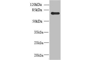 Western blot All lanes: NHLRC2 antibody at 8 μg/mL + U251 whole cell lysate Secondary Goat polyclonal to rabbit at 1/10000 dilution Predicted band size: 80, 40 kDa Observed band size: 80 kDa (NHLRC2 antibody  (AA 1-367))