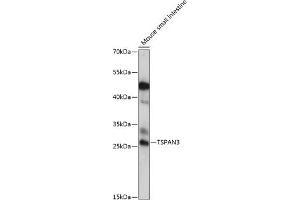 Western blot analysis of extracts of mouse small intestine, using TSP antibody (ABIN7270787) at 1:1000 dilution. (Tetraspanin 3 antibody  (AA 105-210))