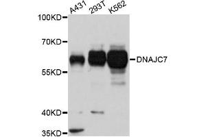 Western blot analysis of extracts of various cells, using DNAJC7 antibody.