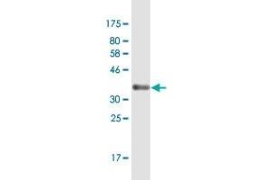 Western Blot detection against Immunogen (35. (ELOF1 antibody  (AA 1-83))