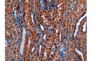 Immunohistochemistry (IHC) image for anti-Galactosidase, alpha (GLA) (AA 81-429) antibody (ABIN7426817)