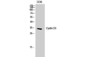 Western Blotting (WB) image for anti-Cyclin D3 (CCND3) (Ser21) antibody (ABIN3184146) (Cyclin D3 antibody  (Ser21))