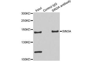 Immunoprecipitation analysis of 200 μg extracts of HeLa cells using 3 μg SIN3A antibody (ABIN5970758).