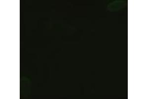 Anti-GSC mouse monoclonal antibody (ABIN2452350) immunofluorescent staining of HeLa cells transiently transfected by pCMV6-ENTRY GSC (RC209586) (GSC antibody  (AA 107-257))