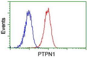 Image no. 1 for anti-Protein tyrosine Phosphatase, Non-Receptor Type 1 (PTPN1) antibody (ABIN1500497) (PTPN1 antibody)