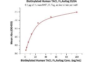 Immobilized Human BAFF, Fc Tag, active trimer (ABIN6972950) at 1 μg/mL (100 μL/well) can bind Biotinylated Human TACI, Fc,Avitag (ABIN5954907,ABIN6253586) with a linear range of 2-25 ng/mL (QC tested). (TACI Protein (AA 2-166) (Fc Tag,AVI tag,Biotin))