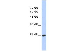 Western Blotting (WB) image for anti-Transcription Elongation Factor A (SII)-Like 8 (TCEAL8) antibody (ABIN2459396) (TCEAL8 antibody)