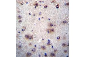 Formalin fixed and paraffin embedded human brain tissue reacted with EVPLL Antibody (Center) followed by peroxidase conjugation of the secondary antibody and DAB staining. (Envoplakin-Like antibody  (Middle Region))