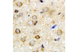 Immunohistochemical analysis of ATAD3A staining in mouse brain formalin fixed paraffin embedded tissue section. (ATAD3A antibody)