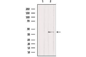 Western blot analysis of extracts from HUVEC, using NCF4 Antibody. (NCF4 antibody  (C-Term))