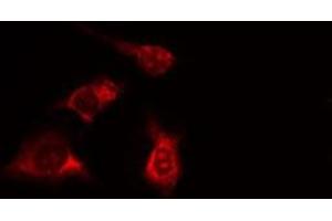 ABIN6277996 staining HeLa cells by IF/ICC. (SPTAN1 antibody  (N-Term))