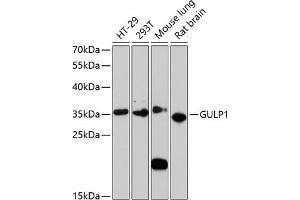 Western blot analysis of extracts of various cell lines, using GULP1 antibody (ABIN6131564, ABIN6141541, ABIN6141542 and ABIN6220256) at 1:3000 dilution. (GULP1 antibody  (AA 1-130))