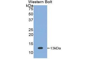 Western Blotting (WB) image for anti-Bone Morphogenetic Protein 7 (BMP7) (AA 293-431) antibody (ABIN1858162) (BMP7 antibody  (AA 293-431))