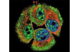 Confocal immunofluorescent analysis of phospho-ERBB4 antibody with MCF-7 cells followed by Alexa Fluor 488-conjugated goat anti-rabbit lgG (green). (ERBB4 antibody  (pTyr1162))