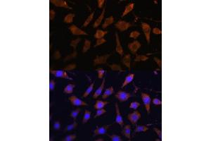 Immunofluorescence analysis of L929 cells using SERPINB9 antibody (ABIN6130941, ABIN6147596, ABIN6147597 and ABIN6222020) at dilution of 1:100. (SERPINB9 antibody  (AA 1-376))