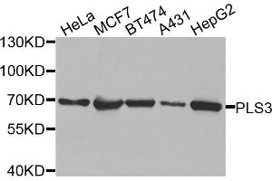 Western blot analysis of extracts of various cell lines, using PLS3 antibody (ABIN5971877) at 1/1000 dilution.