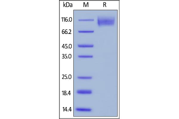 CEACAM5 Protein (AA 35-685) (His tag,AVI tag,Biotin)