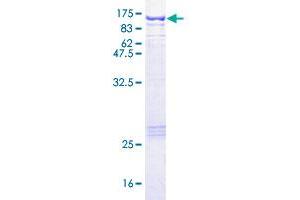 STAT1 Protein (AA 1-712) (GST tag)