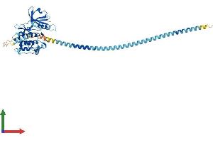 Protein Structure (PS) image for Death-Associated Protein Kinase 3 (DAPK3) (AA 1-448) protein (His tag) (ABIN7562409)