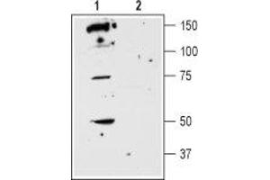 Western blot analysis of rat striatum membranes: - 1. (DRD5 antibody  (2nd Extracellular Loop))