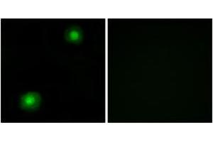 Immunofluorescence analysis of A549 cells, using ZNF187 Antibody. (ZNF187 antibody  (AA 51-100))