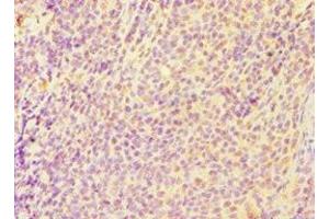 Immunohistochemistry of paraffin-embedded human tonsil tissue using ABIN7146954 at dilution of 1:100 (Caspase 6 antibody  (AA 24-293))