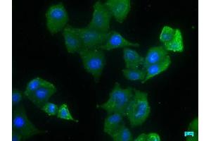 Immunofluorescence staining of Hela cells with ABIN7140070 at 1:133, counter-stained with DAPI. (LRP1 antibody  (AA 3924-3942))