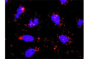 Proximity Ligation Analysis of protein-protein interactions between MYBL2 and E2F1. (MYBL2 antibody  (AA 1-700))