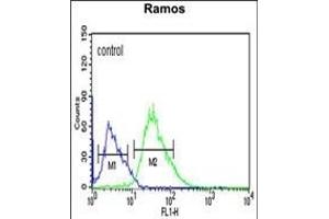 PHTNS Antibody (N-term) (ABIN653952 and ABIN2843174) flow cytometric analysis of Ramos cells (right histogram) compared to a negative control cell (left histogram). (KIAA1949 antibody  (N-Term))