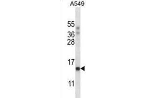 Western Blotting (WB) image for anti-Polymerase (RNA) II (DNA Directed) Polypeptide J, 13.3kDa (POLR2J) antibody (ABIN2997850)