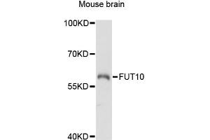 Western blot analysis of extracts of mouse brain, using FUT10 antibody (ABIN6291149) at 1:3000 dilution.