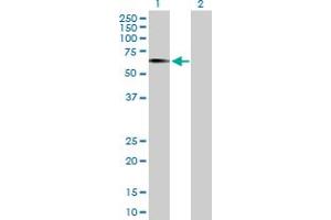 Western Blot analysis of EGR2 expression in transfected 293T cell line by EGR2 MaxPab polyclonal antibody.