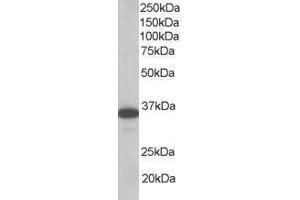Image no. 1 for anti-Linker For Activation of T Cells (LAT) (AA 258-269) antibody (ABIN296041) (LAT antibody  (AA 258-269))