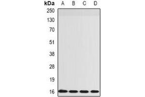 Western blot analysis of RPS14 expression in SW480 (A), HepG2 (B), mouse lung (C), rat spleen (D) whole cell lysates. (RPS14 antibody)