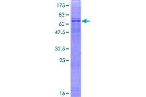 F-Box and WD Repeat Domain Containing 12 (FBXW12) (AA 1-445) protein (GST tag)