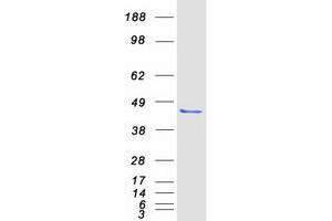 Validation with Western Blot